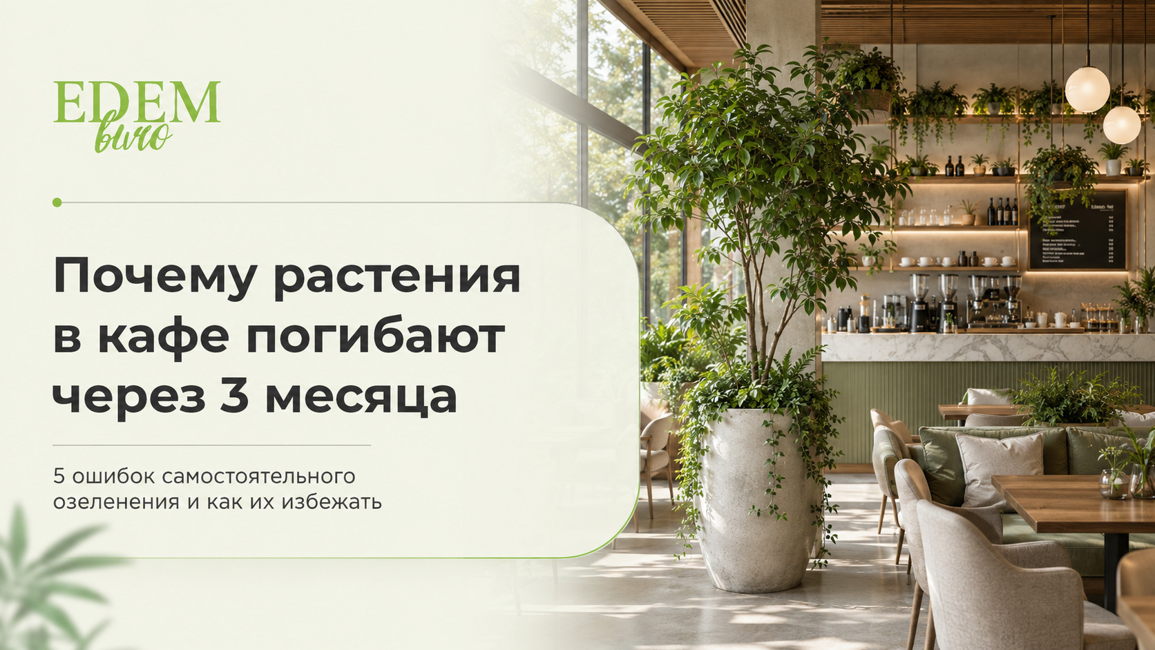 Почему растения в кафе погибают через 3 месяца